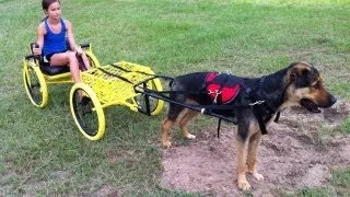 The BumbleBee, a dog powered wagon