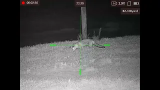 Fox control with the Hikmicro Alpex A50T using a .17HMR