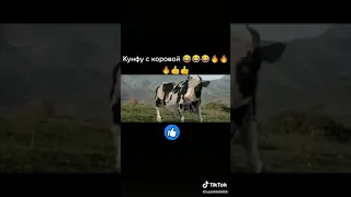 Кунгфу с коровой