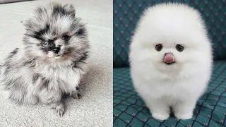 Cutest Teacup  Pomeranian Puppies Compilation 4