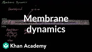 Membrane dynamics | Cells | MCAT | Khan Academy