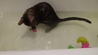 Бенгальский кот Фагот купается в ванной 😻||  Bengal cat Fagot bathing | Calva Dorsa