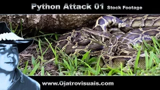 Python Attack 01 Stock Footage