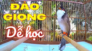 Luyện Chào Mào Hót Giọng HUẾ Âm 8-9-10 Ép Chim Non Mà Trắng Học Giọng Chuẩn | luyện chào mào hót hay