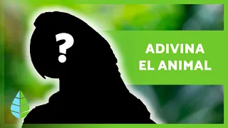 ADIVINA el ANIMAL por el SONIDO 🐸 🔊 ¿Cuántos acertarás? ✅ Test/Quiz