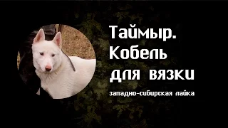 Таймыр – кобель западно-сибирской лайки для вязки.