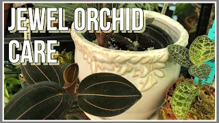 Jewel Orchid Care. Orchid Care For Beginners.