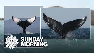 Identifying humpback whales online