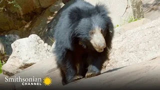 Sloth Bear Mom Runs into a Group of Foraging Macaques 🐻 Into the Wild India | Smithsonian Channel