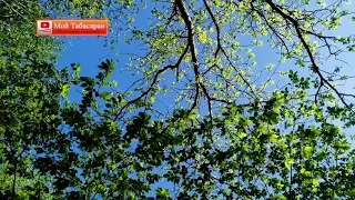 Звуки природы, пение птиц в весеннем лесу. For meditation, sleep, relaxation