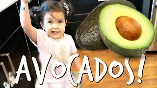 AVOCADOS! - November 21, 2016 -  ItsJudysLife Vlogs