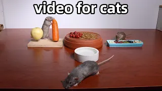 Cat TV🐭rat video for cats and dogs🐭