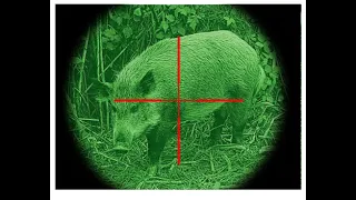 🤯 WILDSCHWEINJAGD MIT WÄMEBILDVISER. SIE HABEN EINE SOLCHE JAGD NICHT GENAU GESEHEN.