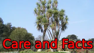 Cordyline Australis Care And Facts