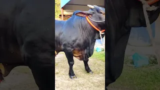 Hefty Black Bull