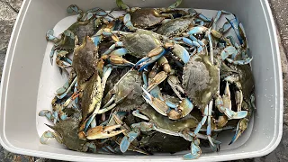 Easy Crabbing on Texas Coast, Lots of Blue Crabs