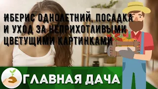 Иберис однолетний, посадка и уход за неприхотливыми цветущими картинками