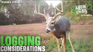 What to Do Before Logging Deer Habitat