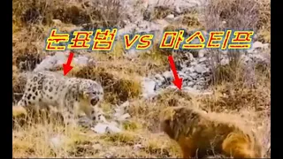 Ep.151 전설의 눈표범과 사자개의 대결(티벳 마스티프), 마스티프 똥개에서 벗어나나?? Snow leopard vs Tibetan Mastiff