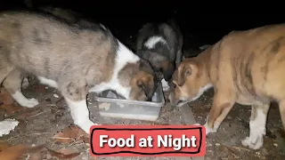 NIGHT Feeding || Giving FOOD and WATER to HUNGRY street PUPPIES || Street Puppies Night Food