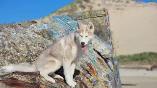 Husky marche sur les blockhaus des allemands