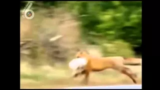 what does the fox say 6 sec