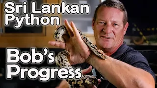 Sri Lankan Python - Silent Bob's Journey Continues