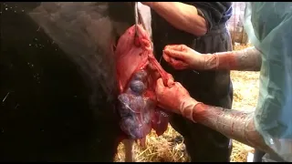 Caesarean section in a British Friesian heifer