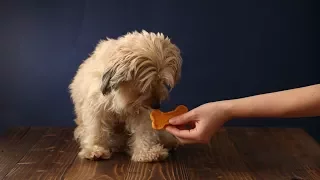 Sweet Potato Dog Treats