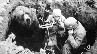 The Heart-Melting Story Of Wojtek, The Soldier Bear