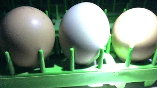 SHPF-Candling Ringneck Pheasant Eggs-Ep.3