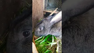 Funny little bunny rabbit Videos #18 - Cute Rabbits Compilation 2021