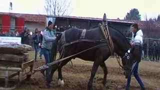 Конни състезания Калугерово 2018/сираков тв/кл 7