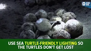 Tips to help keep sea turtles safe this nesting season