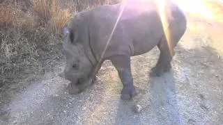 Gertjie playing with a rock