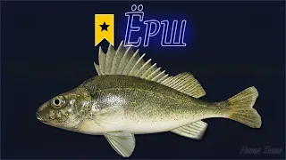 ЁРШ - Трофеи на реке Волхов для закрытия картинки! 🎣 РР4