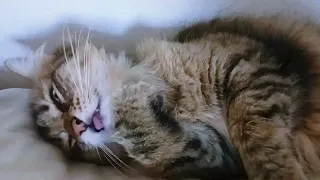 cat video