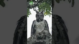 The Harpy Eagle: The Ultimate Forest Guardian #wildlife