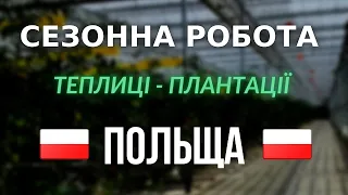 СЕЗОННА РОБОТА В ПОЛЬЩІ | ВІДЕО З МІСЦЯ РОБОТИ | теплиці | саджання салату | монтаж теплиць |