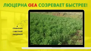 ЛЮЦЕРНА GEA! 450 пресса 1 гектара! 3-й УКОС!