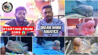 Flowerhorn fish at best price in Mumbai | Dream Work Aquatics | Parel | Fish.n.ansari