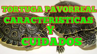 Cuidados y caracteristicas de la tortuga pavorreal | TORTUVICIOSOS