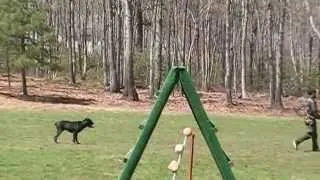 Ob3 schutzhund IPO CaneCorso k9intelligence.com