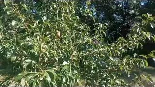 Мы выращиваем большие арбузы, во Владимирской области.