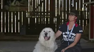 GREAT PYRENEES: LIVESTOCK GUARDIAN IN ACTION