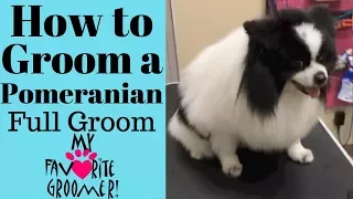 How to Groom a Pomeranian (Domino)