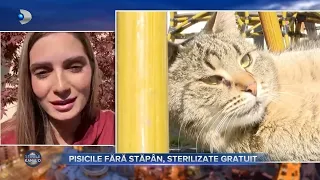 Stirile Kanal D (25.10.2022) - Pisicile fara stapan, sterilizate gratuit! | Editie de dimineata