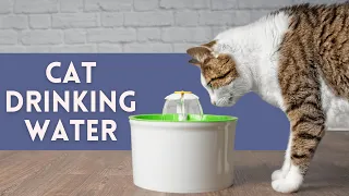 Help Your Cat DRINK Water - 10 Tricks