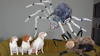 Dogs vs Giant Spider Invasion Prank! Funny Dogs Maymo, Penny & Potpie Battle Spiders for Halloween