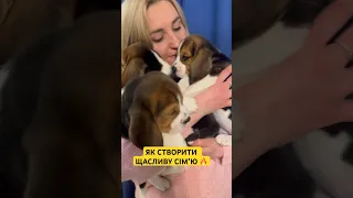 🔥ЦУЦЕНЯТА БІГЛЯ! БІГЛІ НАЙКРАЩІ СОБАКИ ДЛЯ СІМʼЇ! ЩАСЛИВІ ДІТИ ВДОМА!